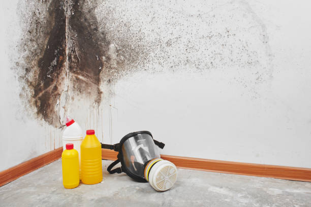 Attic Mold Removal in Mount Sterling, KY